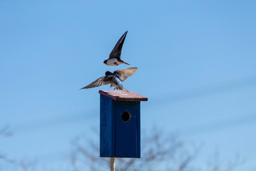  Tree swallow (Tachycineta bicolor) is a american migratory bird.