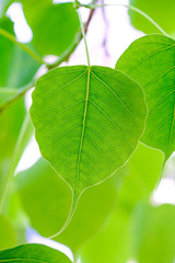 Close-up leaves Pho Pho Green plants that Thai people give worship