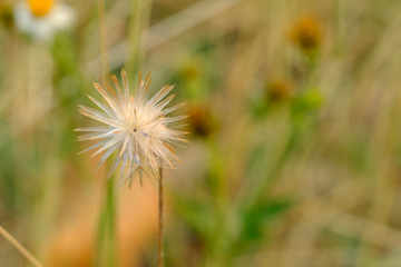 Closeup of grass and natural blurred background