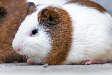 Three guinea pigs resting in the corner