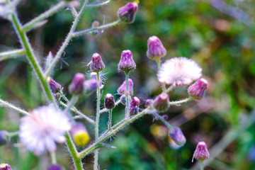 Closeup of grass and natural blurred background