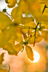Morning sun, the yellow flowers and warm colors