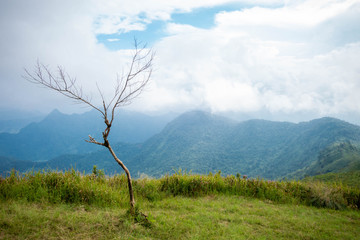 Dry perennial trees die in the forest