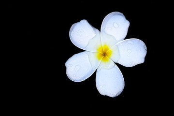 White flowers float on the water surface and feel refreshed.