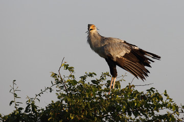 Sekretär / Secretarybird / Sagittarius serpentarius.