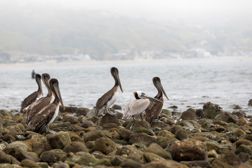 Pelicans (Pelecanidae) on the beach of malibu