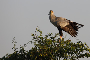 Sekretär / Secretarybird / Sagittarius serpentarius.