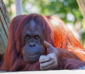 Borneo Orangutan gives a Thumbs Up