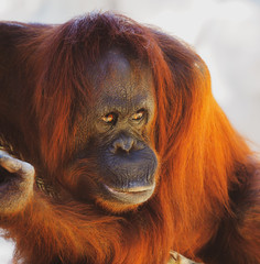 Borneo Orangutan Portrait Close-up Head Shot