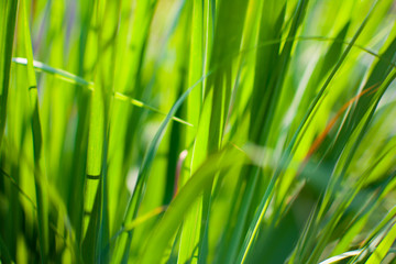 Lemongrass or Lapine or West Indian were planted on the ground. It is a shrub, its leaves are long and slender green