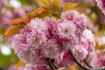 八重桜　千葉県習志野市