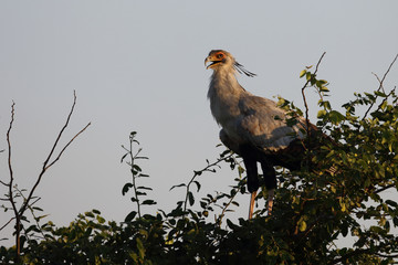 Sekretär / Secretarybird / Sagittarius serpentarius.
