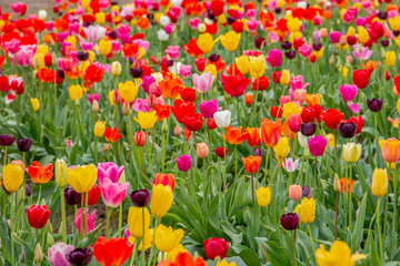 Fototapeta premium Colorful field of tulips