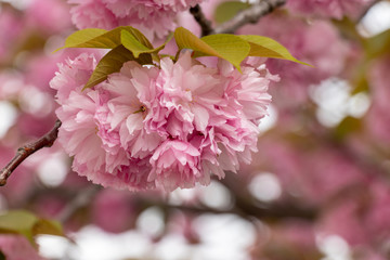 八重桜　千葉県習志野市
