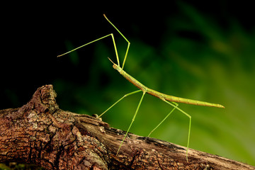 Stick insect or Phasmids (Phasmatodea or Phasmatoptera) also known as walking stick insects,...