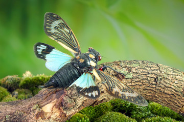Cicada : Blue butterfly-wings cicada (Distantalna splendida) is a cicada species from southeast Asia (Thailand, Myanmar and India) Butterfly cicadas with broad multicolor wings, the symphony of forest