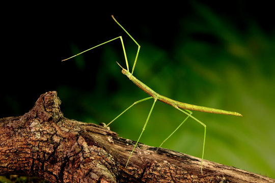Walking Stick Images – Browse 138,146 Stock Photos, Vectors, and Video |  Adobe Stock