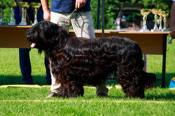 Dog breed Briard