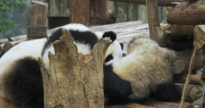 On zoo's ground, panda mama pushing and hugging her two babies, plying games with them. It sniffs and rubs her children's bellies to check their health with full of happiness.