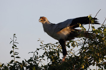 Sekretär / Secretarybird / Sagittarius serpentarius.