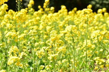 菜の花