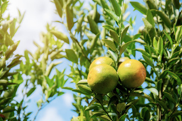 Orange on tree with sunlight.