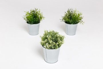 Three fresh green plants in small decorative metal buckets on a white background with a copyspace for a text.