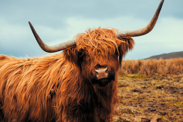 Scotland Hairy Cow