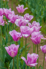 Purple tulips