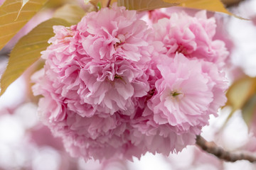 八重桜　千葉県習志野市