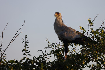 Sekretär / Secretarybird / Sagittarius serpentarius.