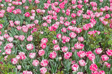 Beautiful tulips field