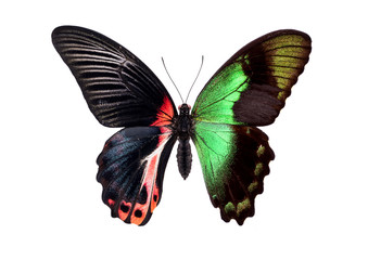 Beautiful colorful butterfly isolated on white. Red and green hybrid.