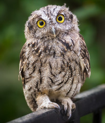 Curious Owl