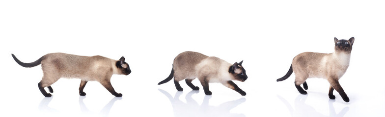 Siamese cat isolated on white background collection.