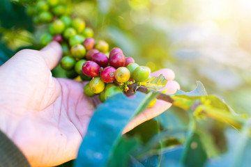 Close-up hand of farmers are choosing red coffee beans that are harvested from coffee trees at Doi Chang, Chiang Mai Province, Thailand.