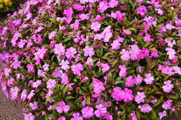 Impatiens balsamina or garden balsam purple pink flowers 