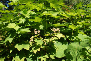 Rubus odoratus or purple-flowered raspberry foliage