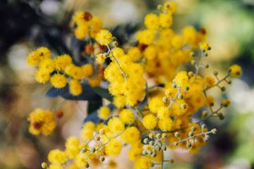 Close up nature yellow Mimosa fluffy flower blurry background selective focus