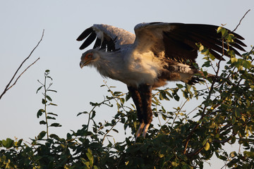 Sekretär / Secretarybird / Sagittarius serpentarius.