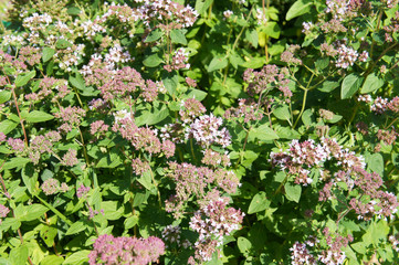 Origanum or oregano or pot marjoram green plant 