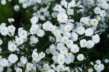 Achillea ptarmica pearl or sneezewort white flowers