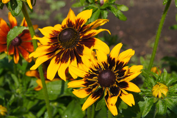 Fototapeta na wymiar Yellow rudbeckia or black-eyed-susan flowers