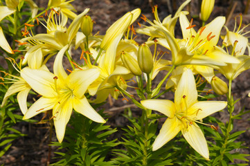 Many yellow lily flowers in garden 