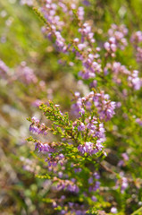 Heather purple flower plant vertcial