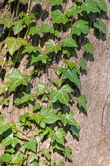 Efeu, Hedera helix, an einem Baumstamm