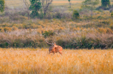 Deer in nature at sunset
