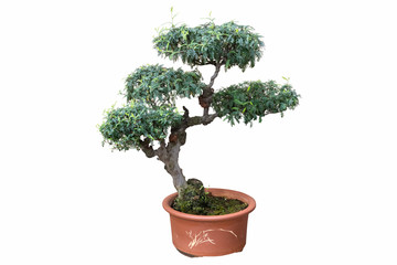 Fototapeta na wymiar old bonsai tree isolated on white