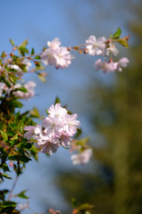 Japanischer Kirschbaum in der Blüte