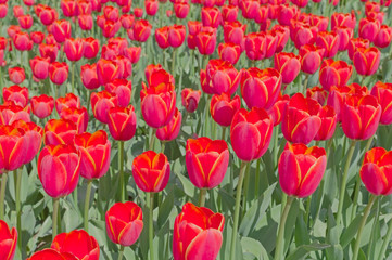 Beautiful tulips field